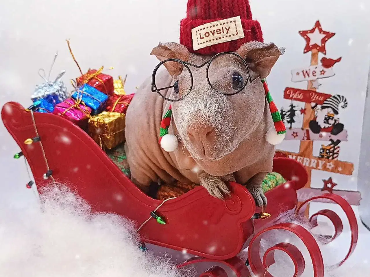 Billede 12 - DK Marinos opdræt