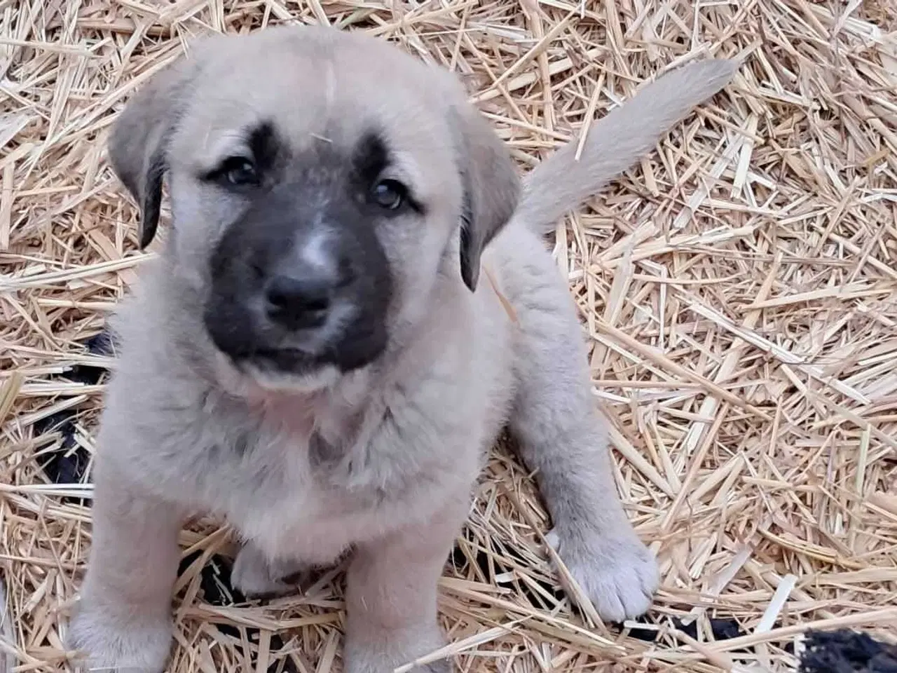 Billede 2 - Mastif hundehvalpe