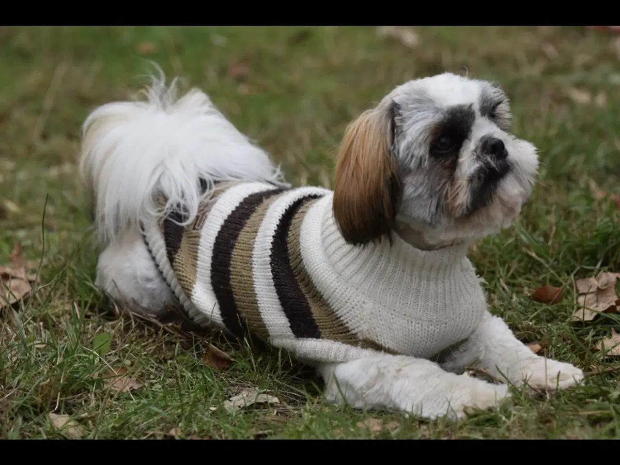 Billede 4 - Shih Tzu han hund til parning