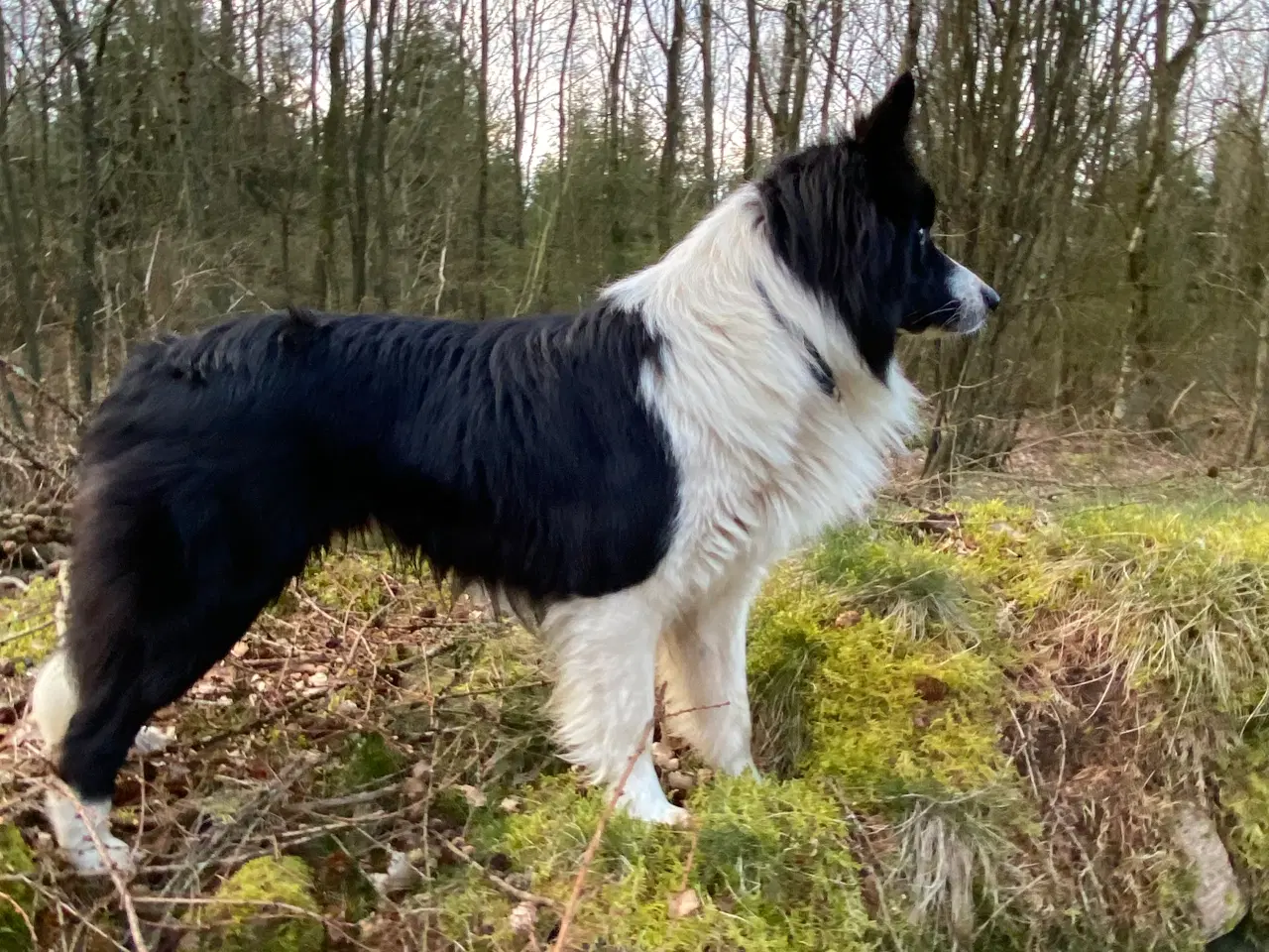 Billede 5 - border collie dreng