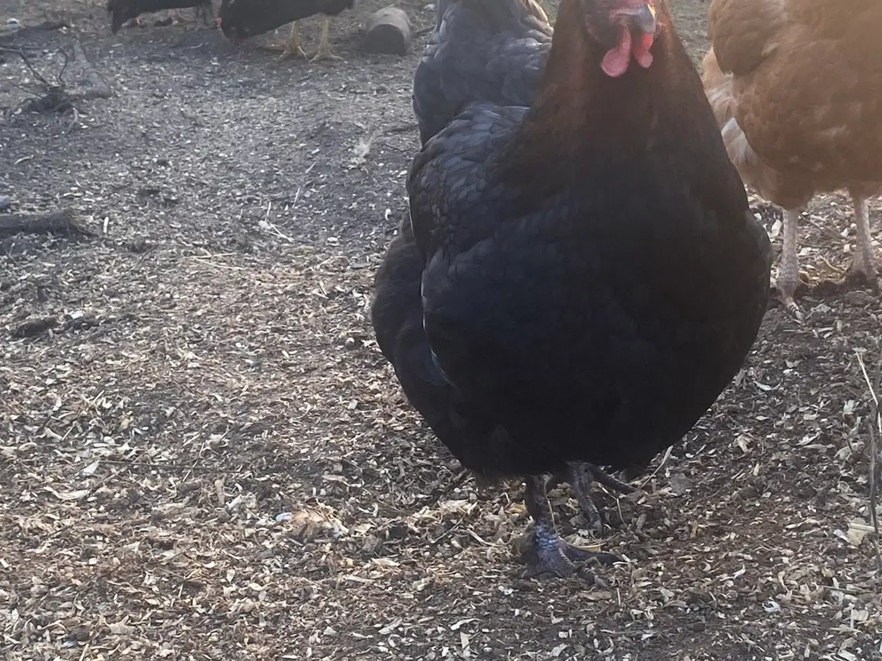 Billede 4 - Daggamle kyllinger 