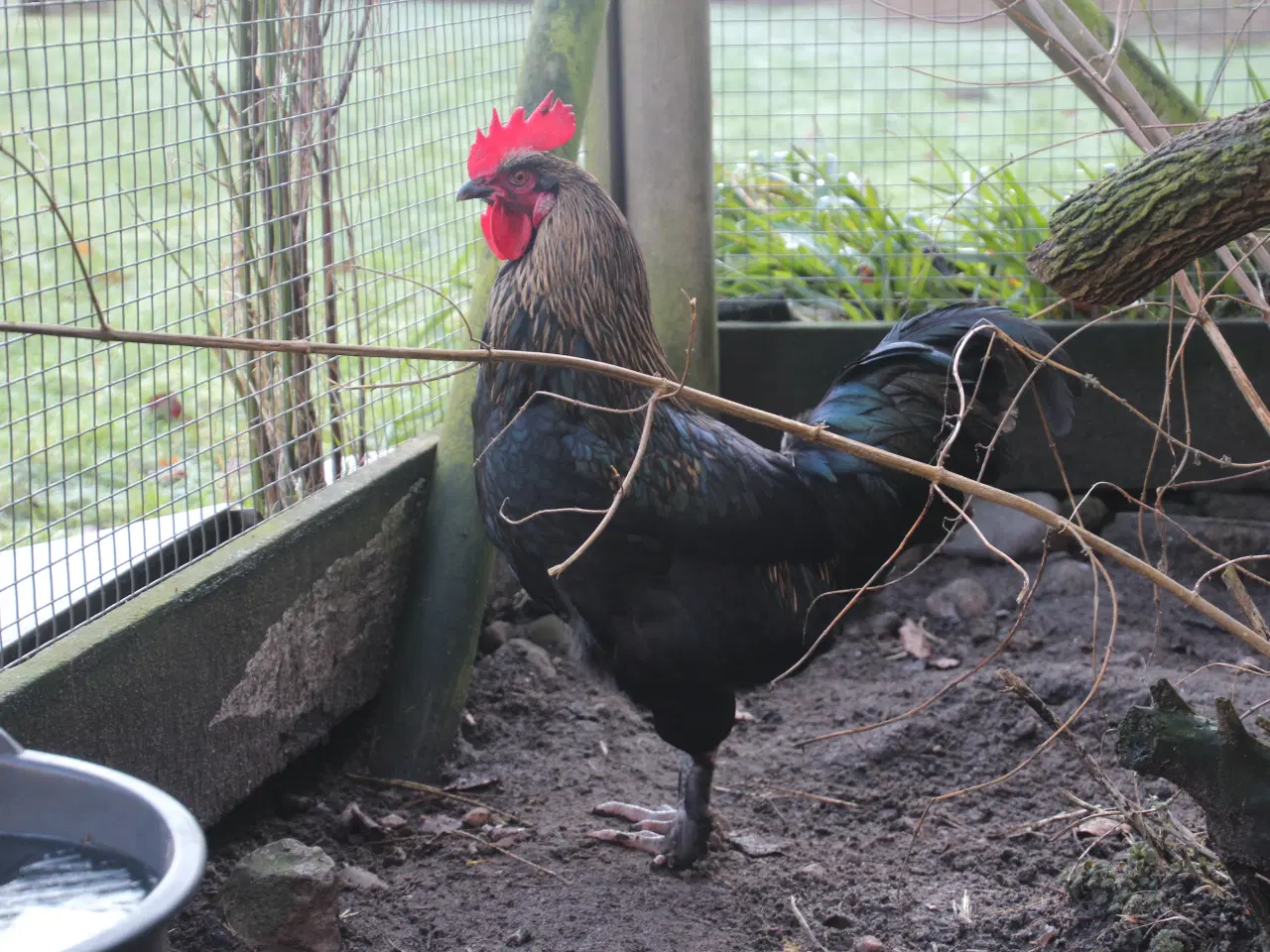 Billede 1 - Hanen - der skulle have været en høne