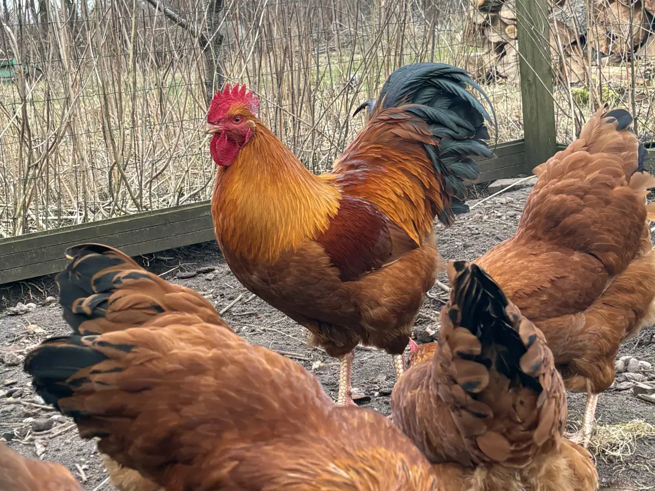 Billede 2 - Rugeæg fra racehøns 