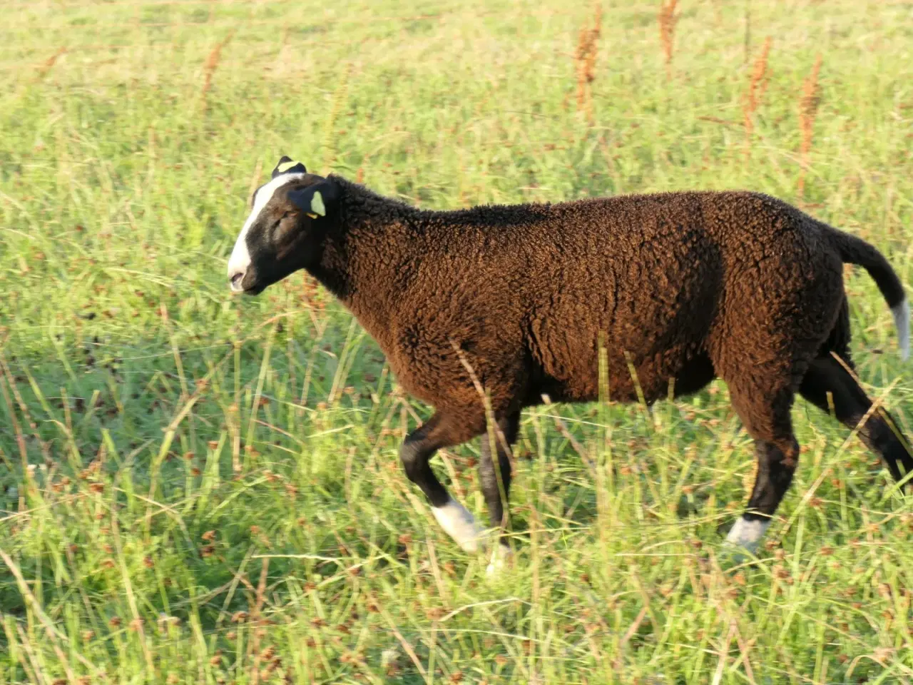 Billede 4 - Zwartbles vædderlam, m3 + stamtavle