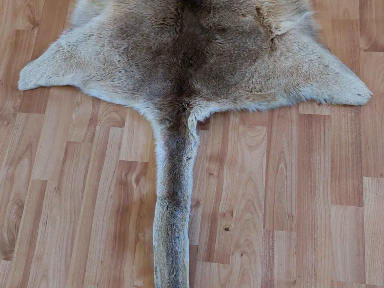 Billede 1 - Kænguru skind