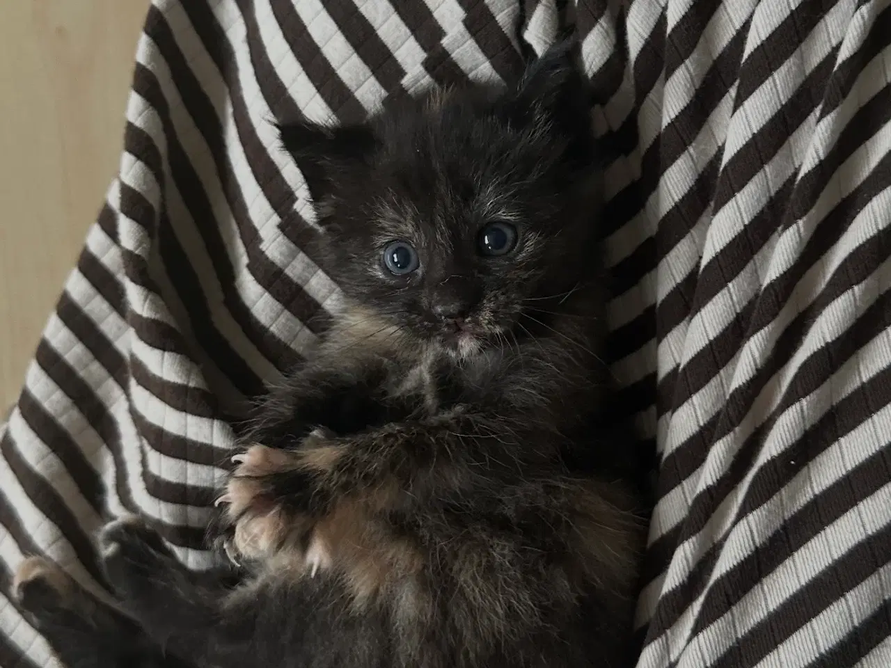 Billede 1 - Kattekilling