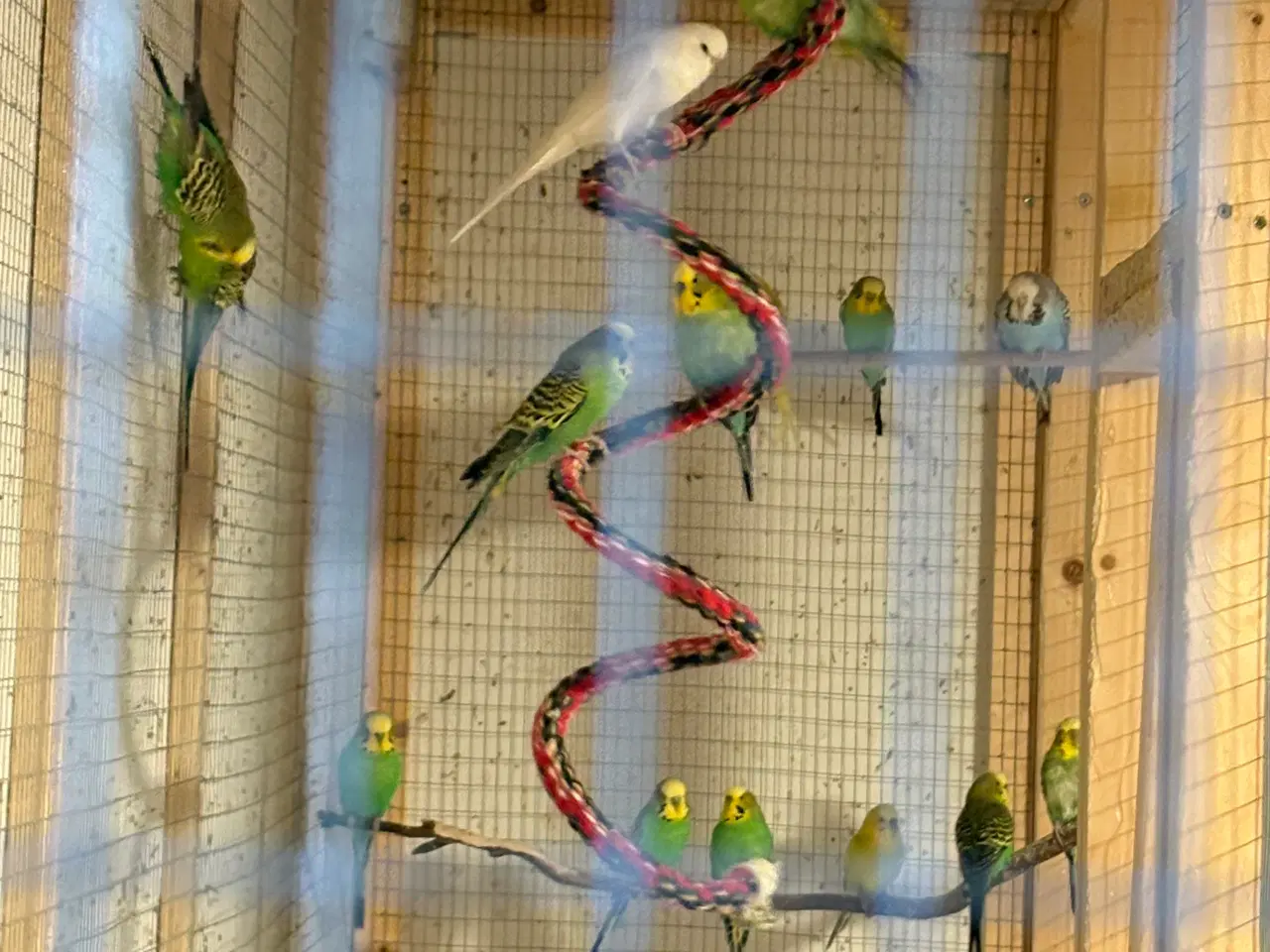 Billede 3 - Grønne undulater og 2 gule 