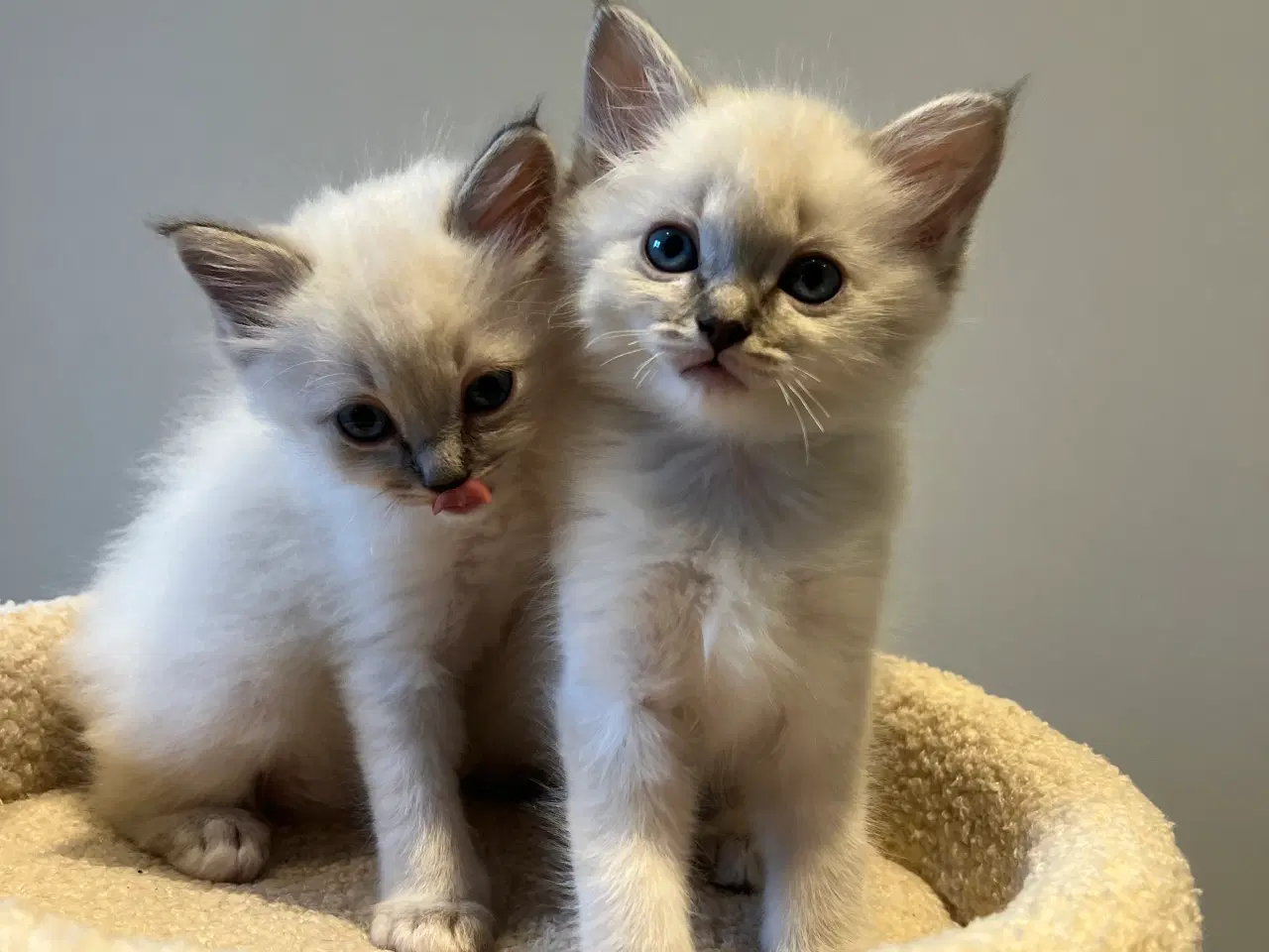 Billede 2 - Bedårende ragdolls killinger 