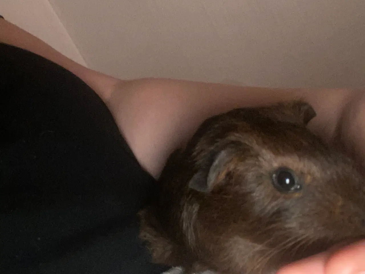 Billede 4 - Marsvin Han unge