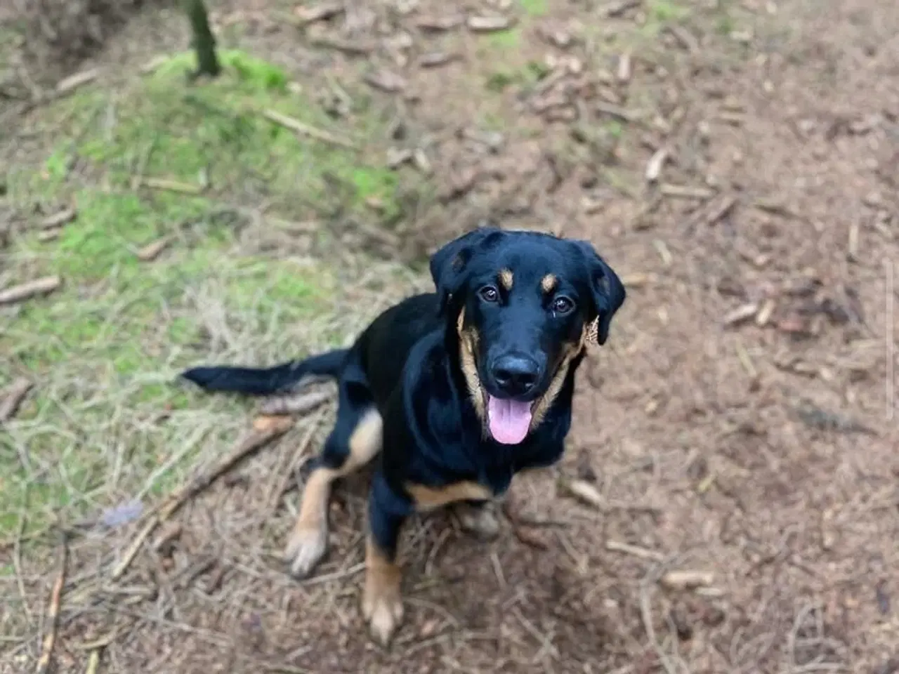Billede 1 - Golden retriever / rottweiler hund