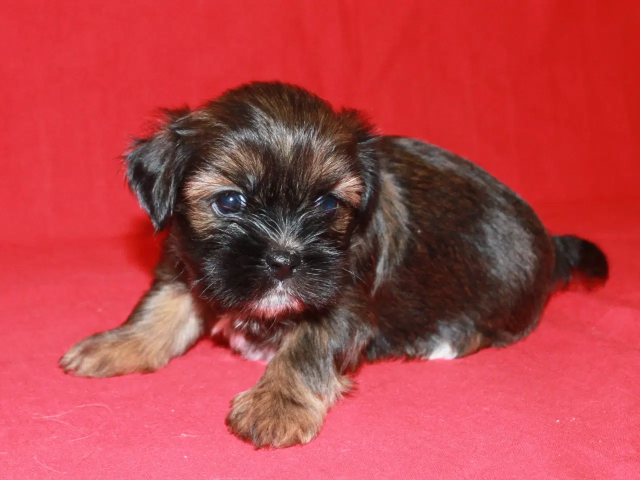 Billede 14 - Lhasa Apso hvalpe