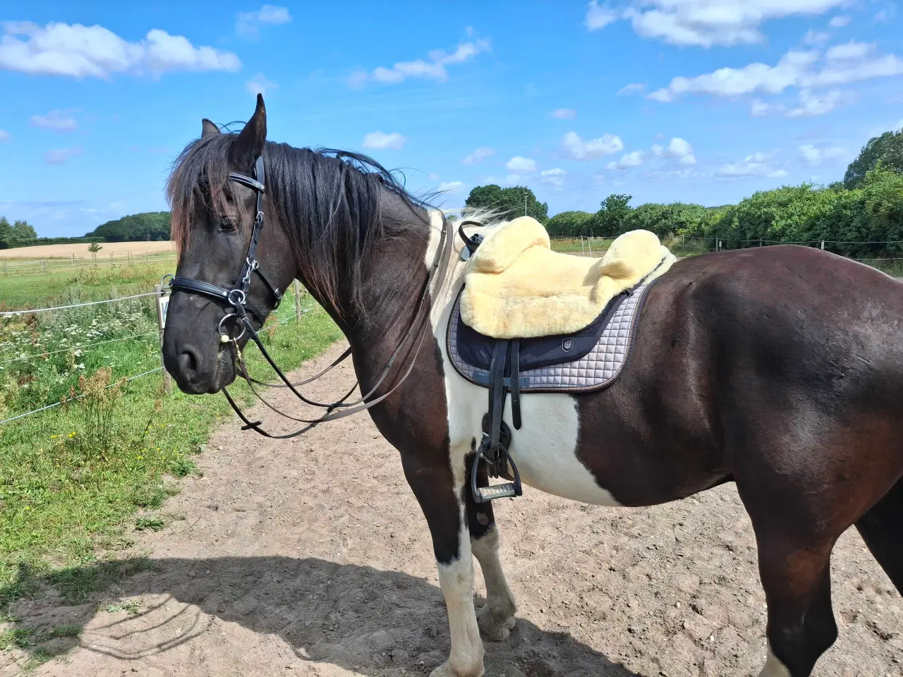 Billede 4 - Projekthest evt kun til arbejde fra jorden