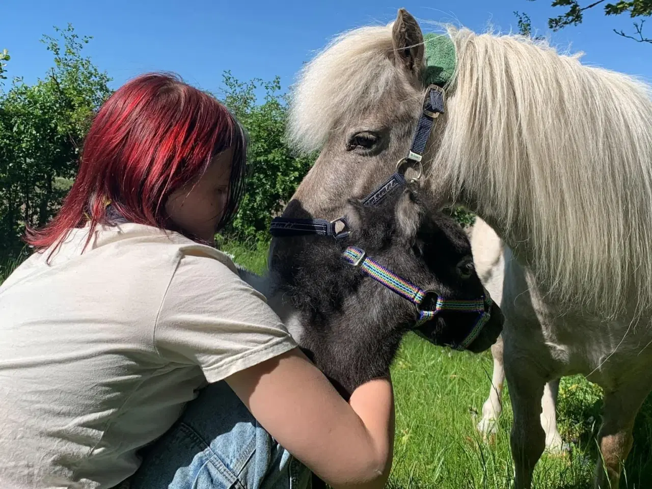 Billede 2 - Mini shetlands hoppeføl