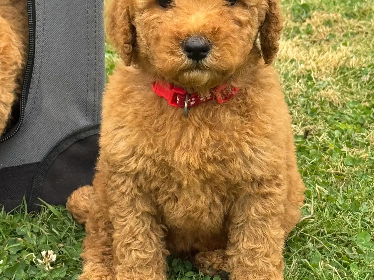 Billede 12 - Goldendoodle babyer 🥰🐾
