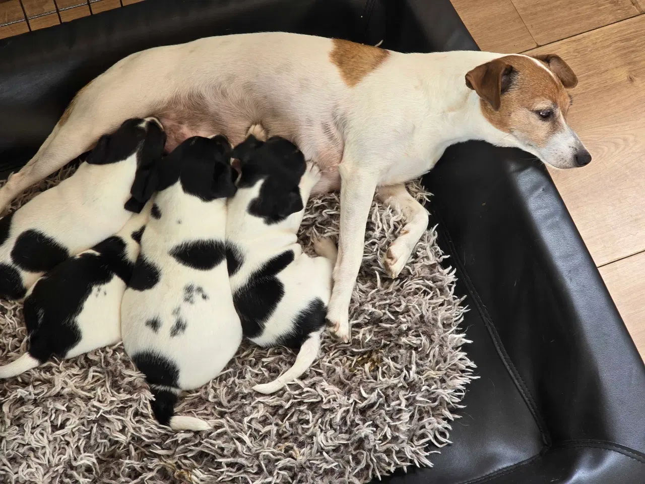 Billede 5 - Dansk svensk gårdhund / jack russel hvalpe