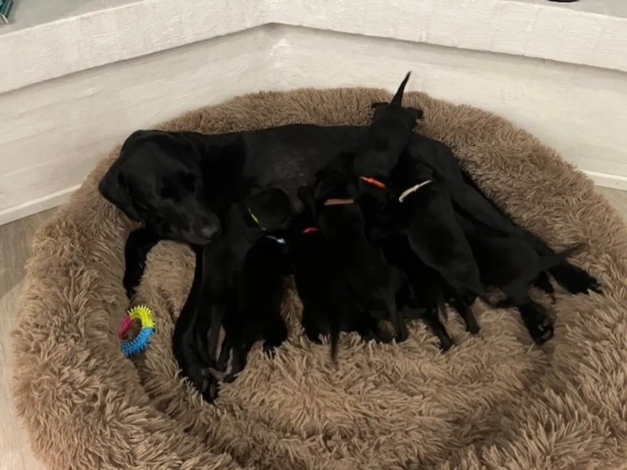Billede 3 - Labrador hundehvalpe F1