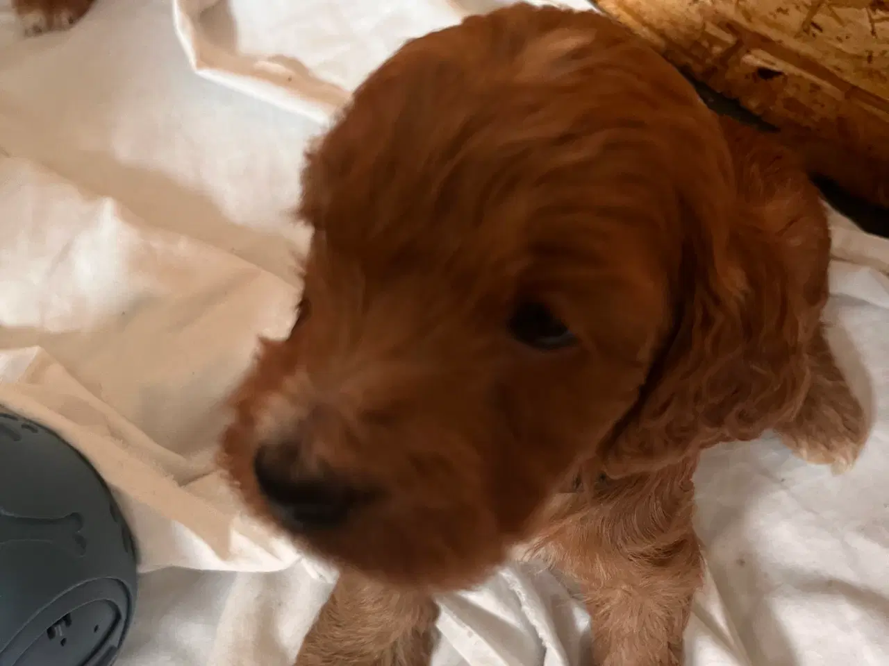 Billede 5 - Cockapoo hvalpe sælges