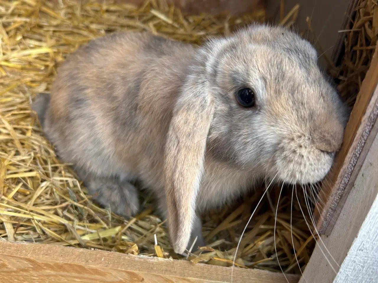 Billede 1 - Dværg vædder 