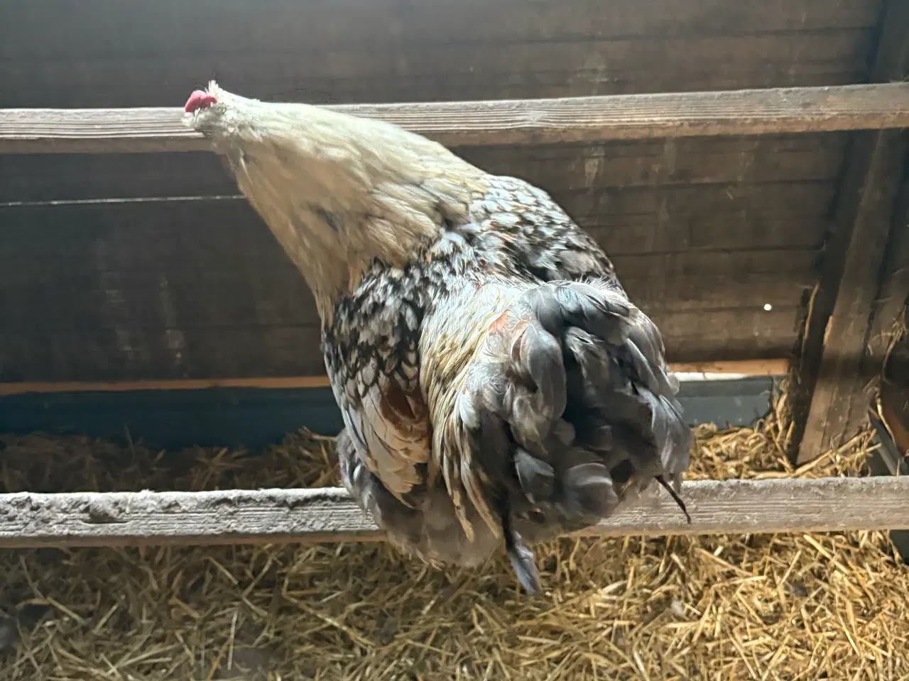 Billede 2 - Wyandotter haner