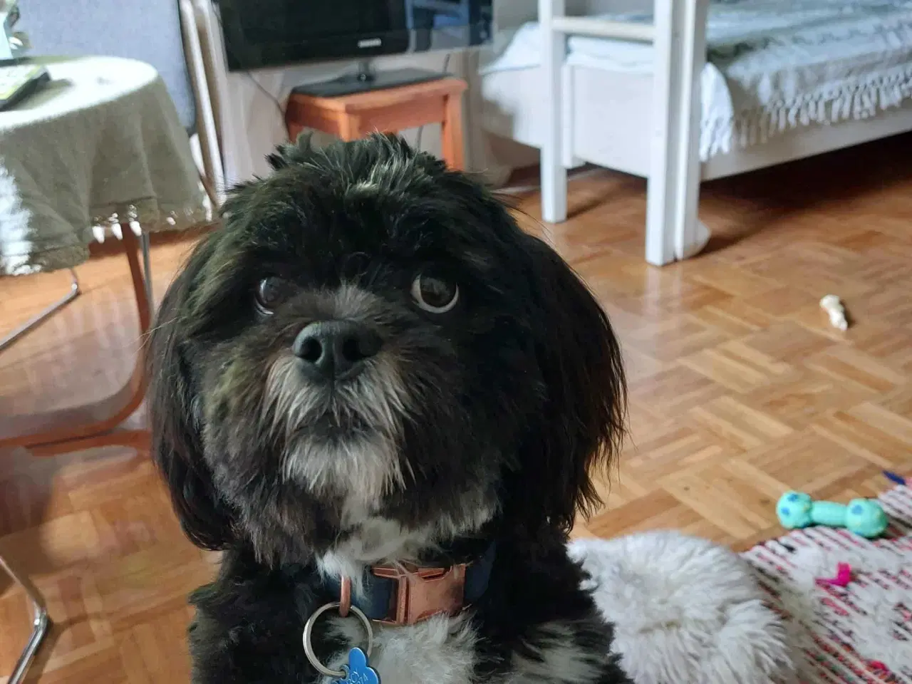 Billede 1 - Lhasa apso han til avl