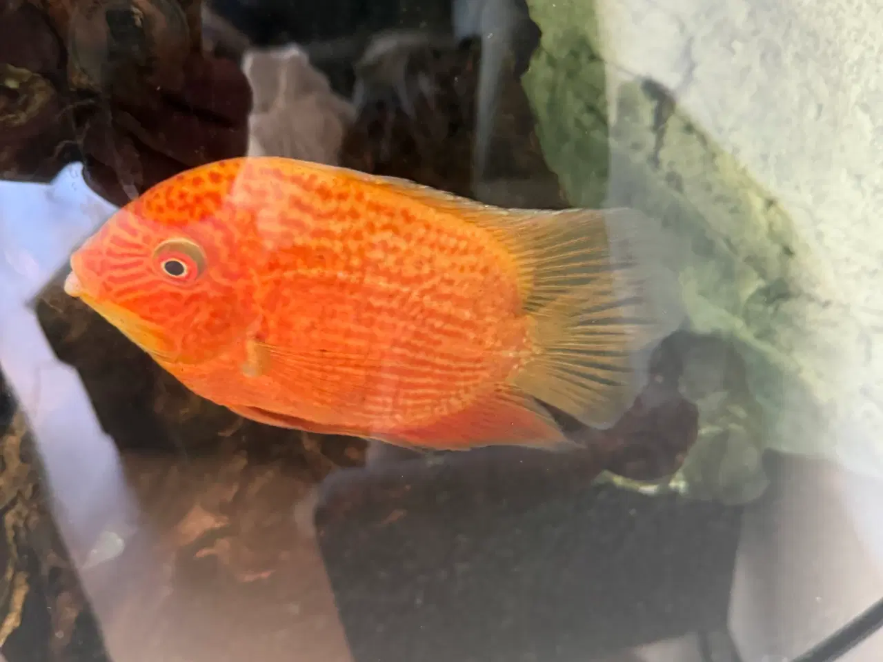 Billede 1 - Guldfarvet severum Cichlide 