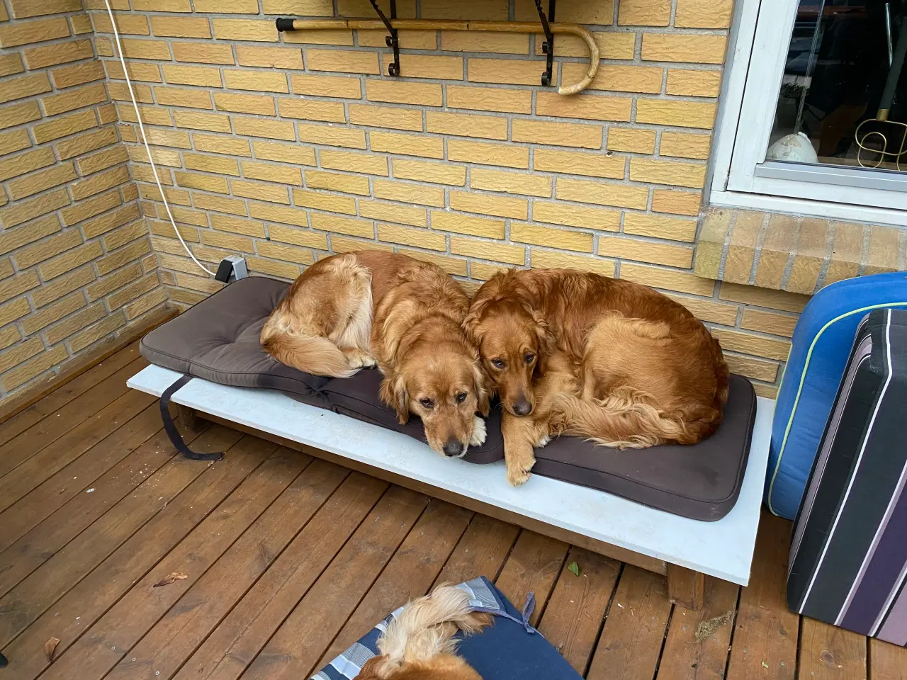 Billede 6 - Golden Retriever hvalpe