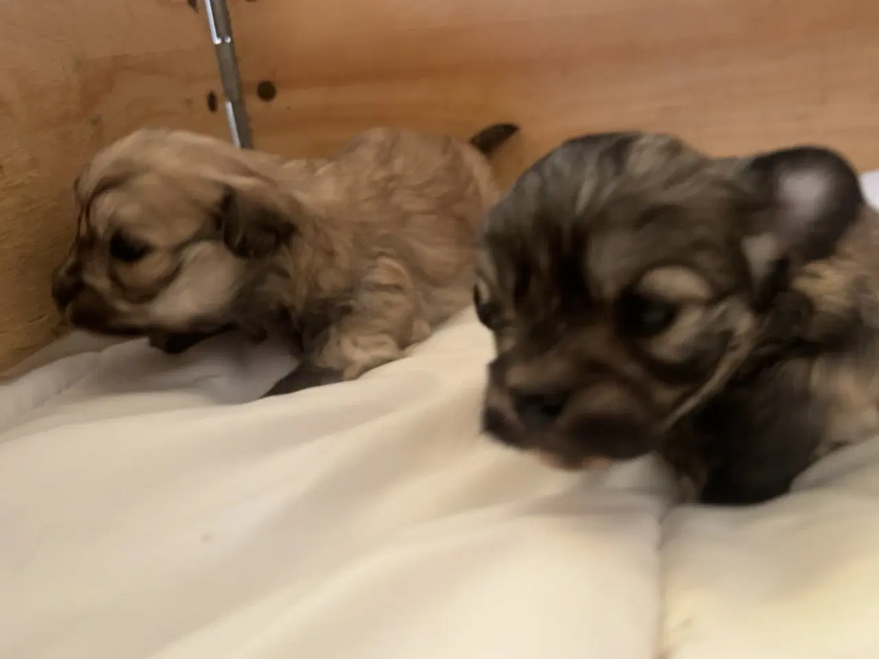 Billede 7 - Små allergivenlige og ikke fældende hundehvalpe