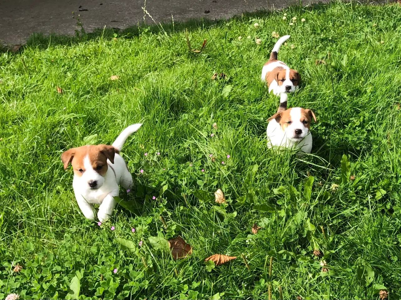 Billede 19 - Jack Russell Terrier