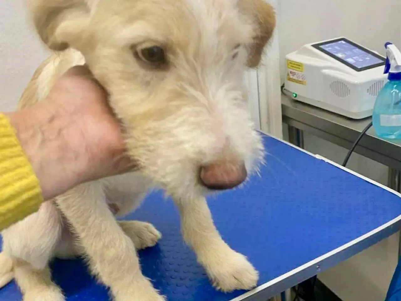 Billede 6 - Dejlige DJ søger sin helt egen familie 🥰