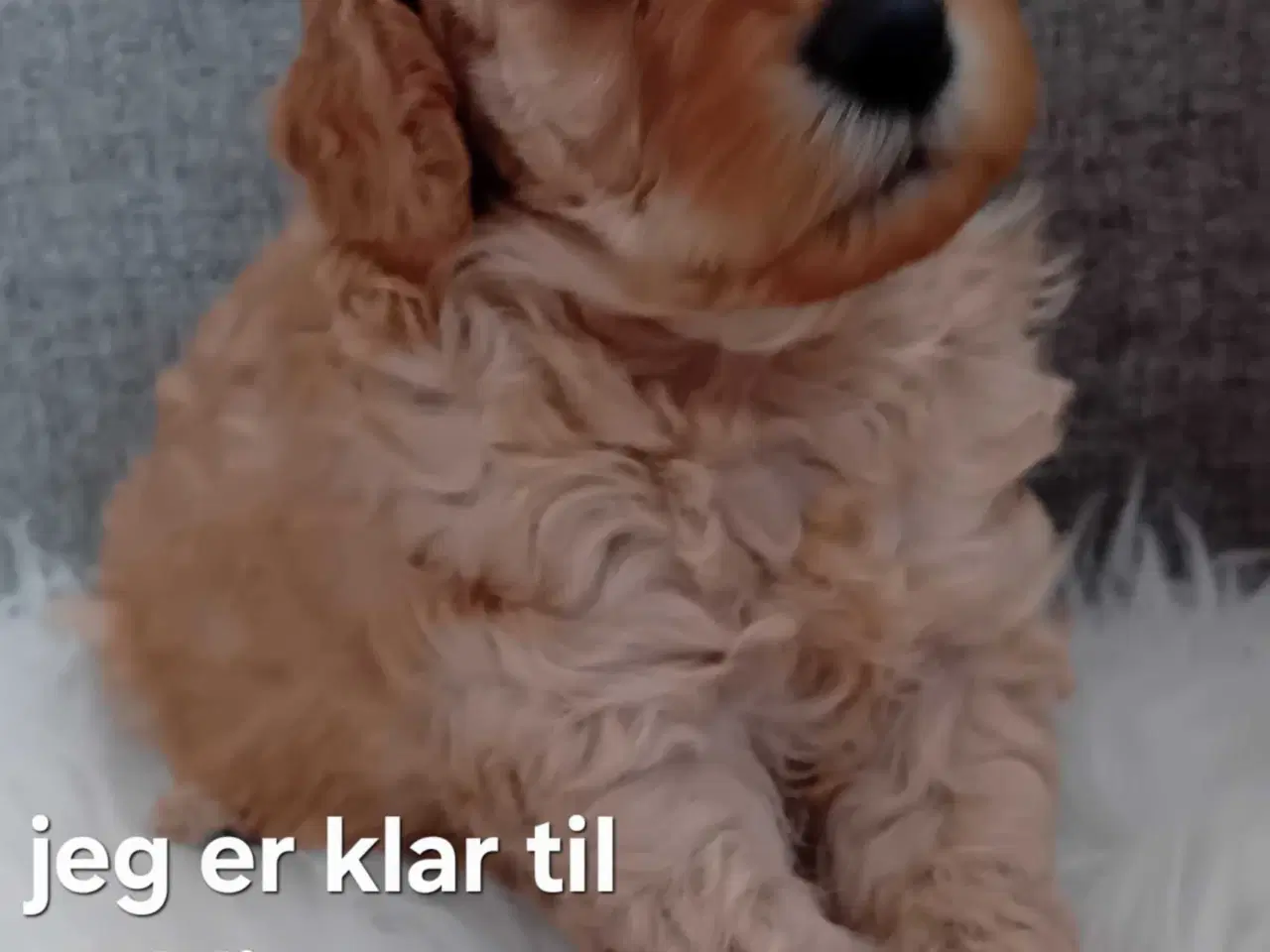 Billede 2 - Cavapoo F1B 