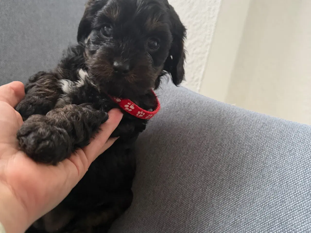 Billede 6 - Cavapoo hvalpe søger nyt hjem