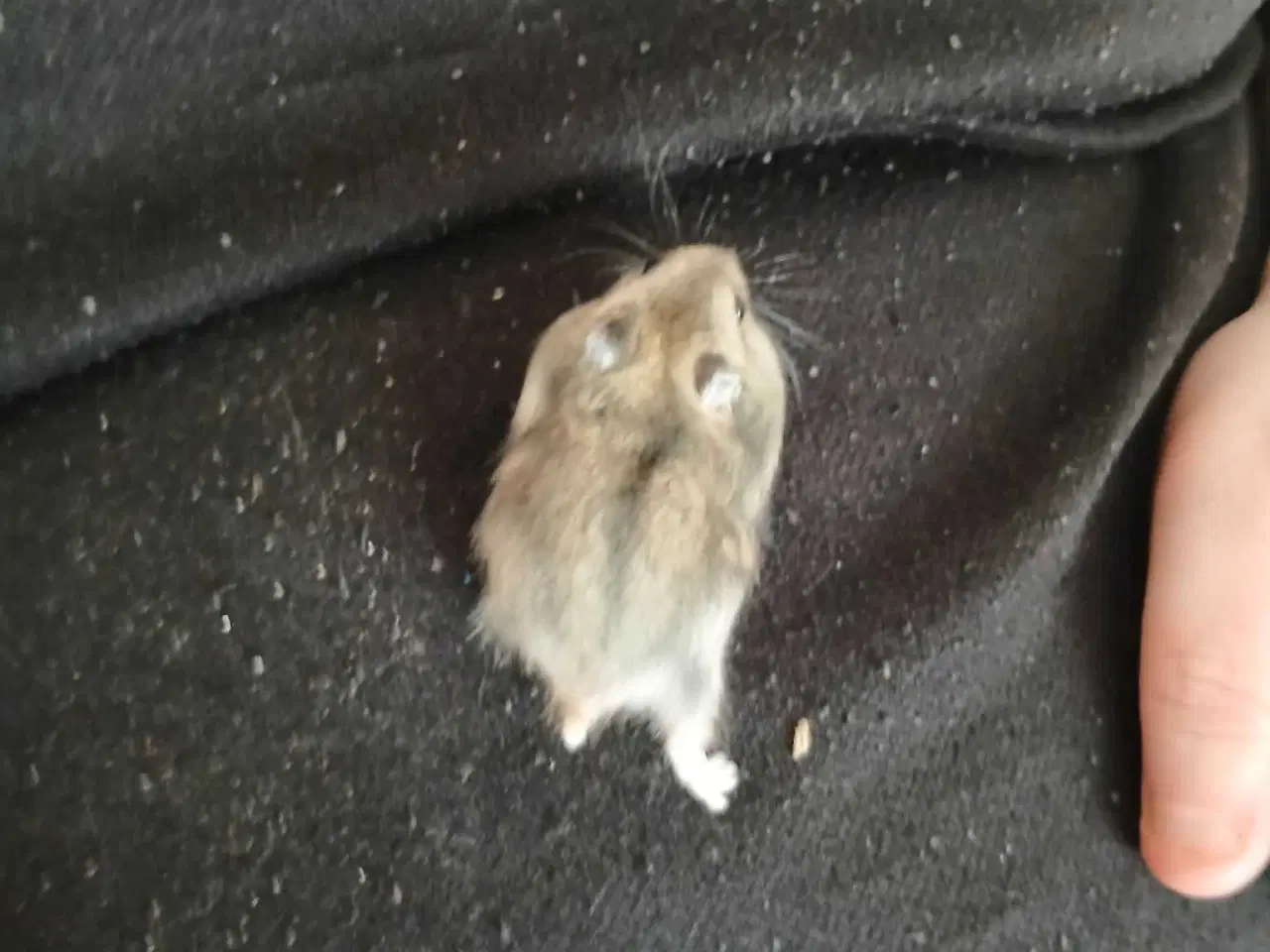 Billede 8 - Dværghamster unger 