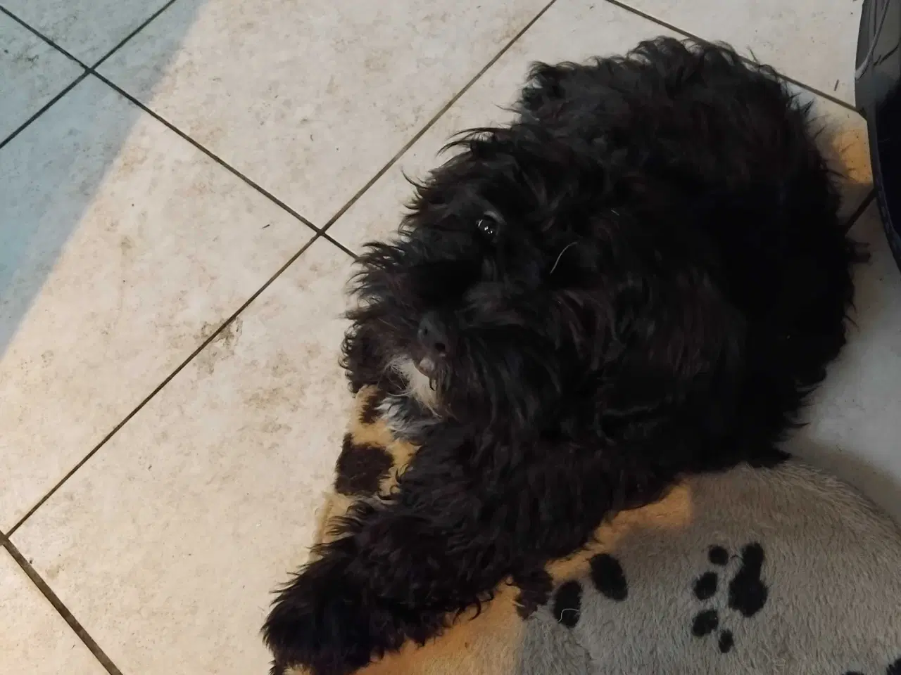 Billede 3 - Shih tzu/ minipuddel 