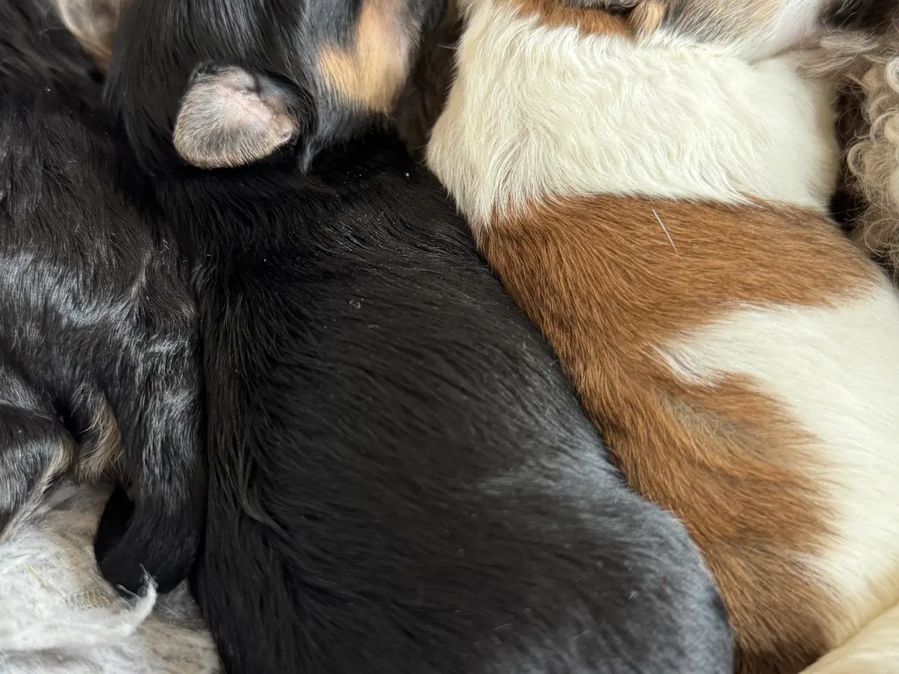 Billede 1 - Mini Maltipoo - Fra undersøgte forældre.