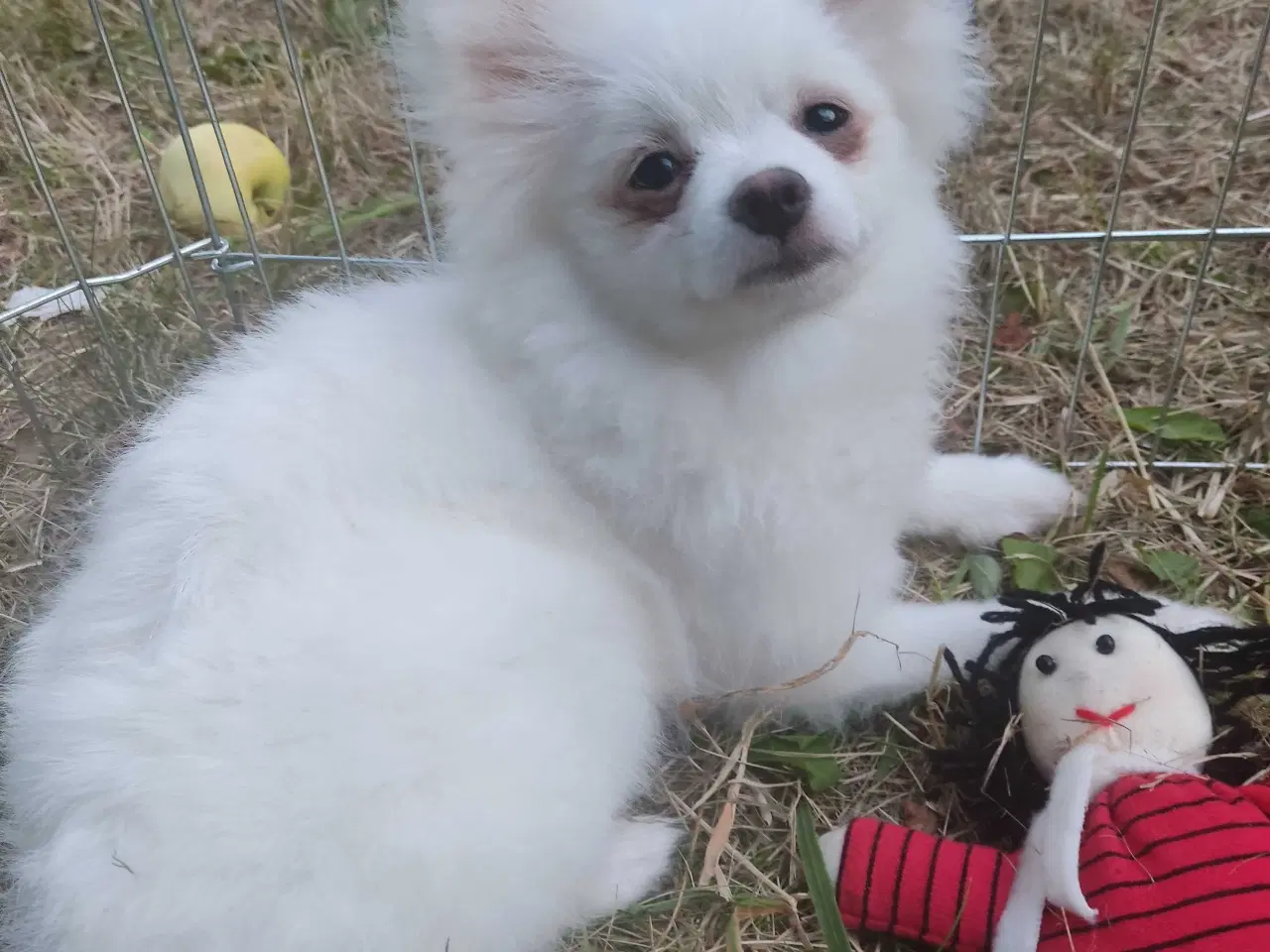 Billede 7 - Mini Pomeranian 