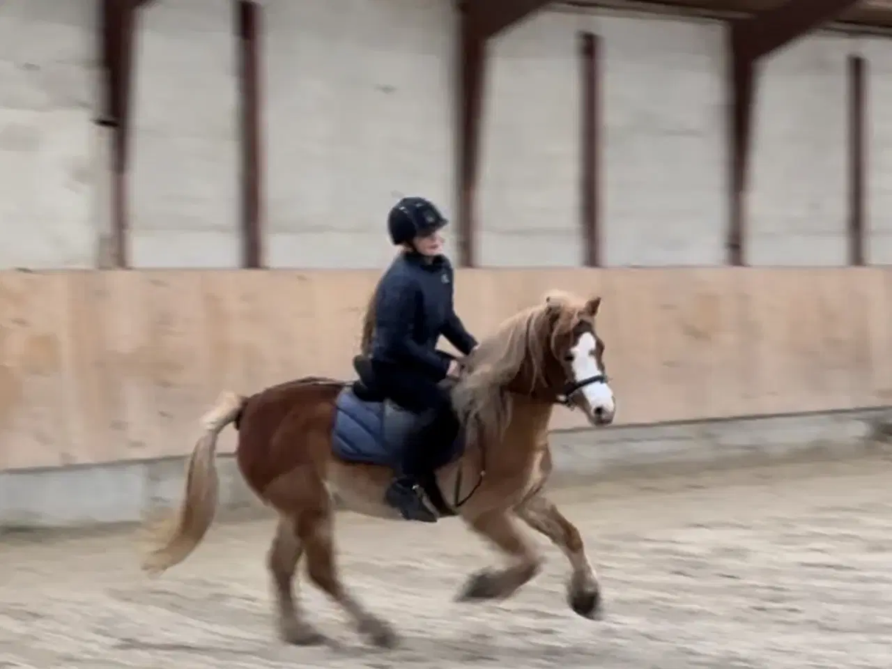 Billede 4 - Skøn kat. 3 pony søger nyt hjem