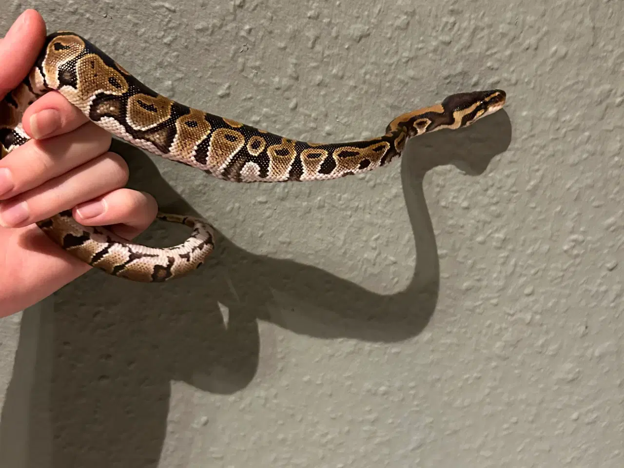 Billede 5 - Ball python 