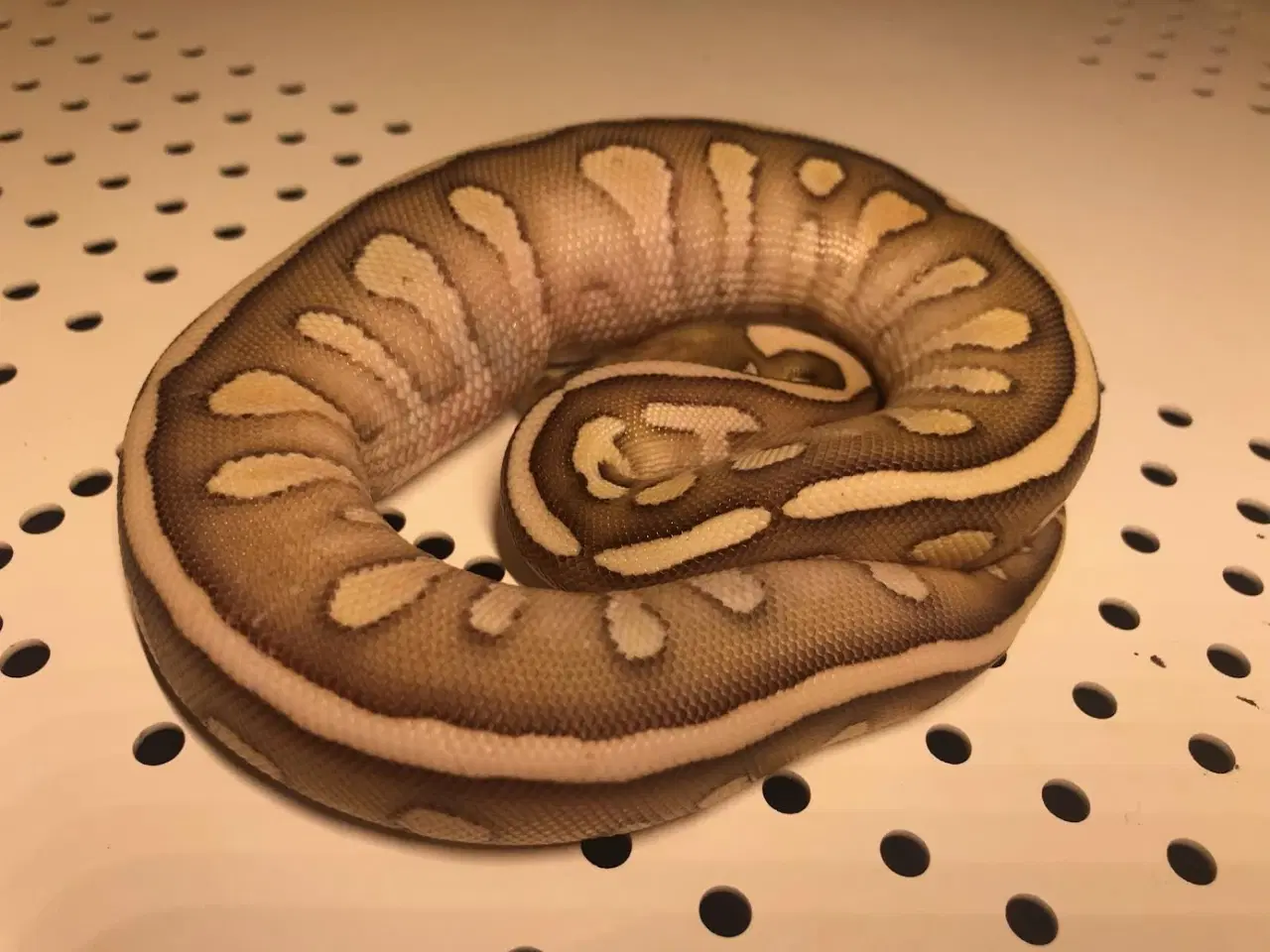 Billede 2 - Butter Fire Yellow Belly - 100% het .........