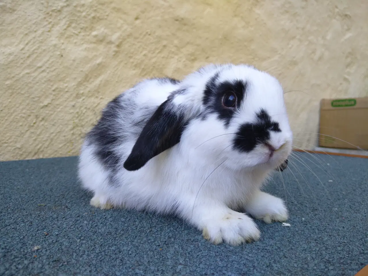 Billede 4 - Mini Lop & Mini Lop Løvehoved unger 27/09