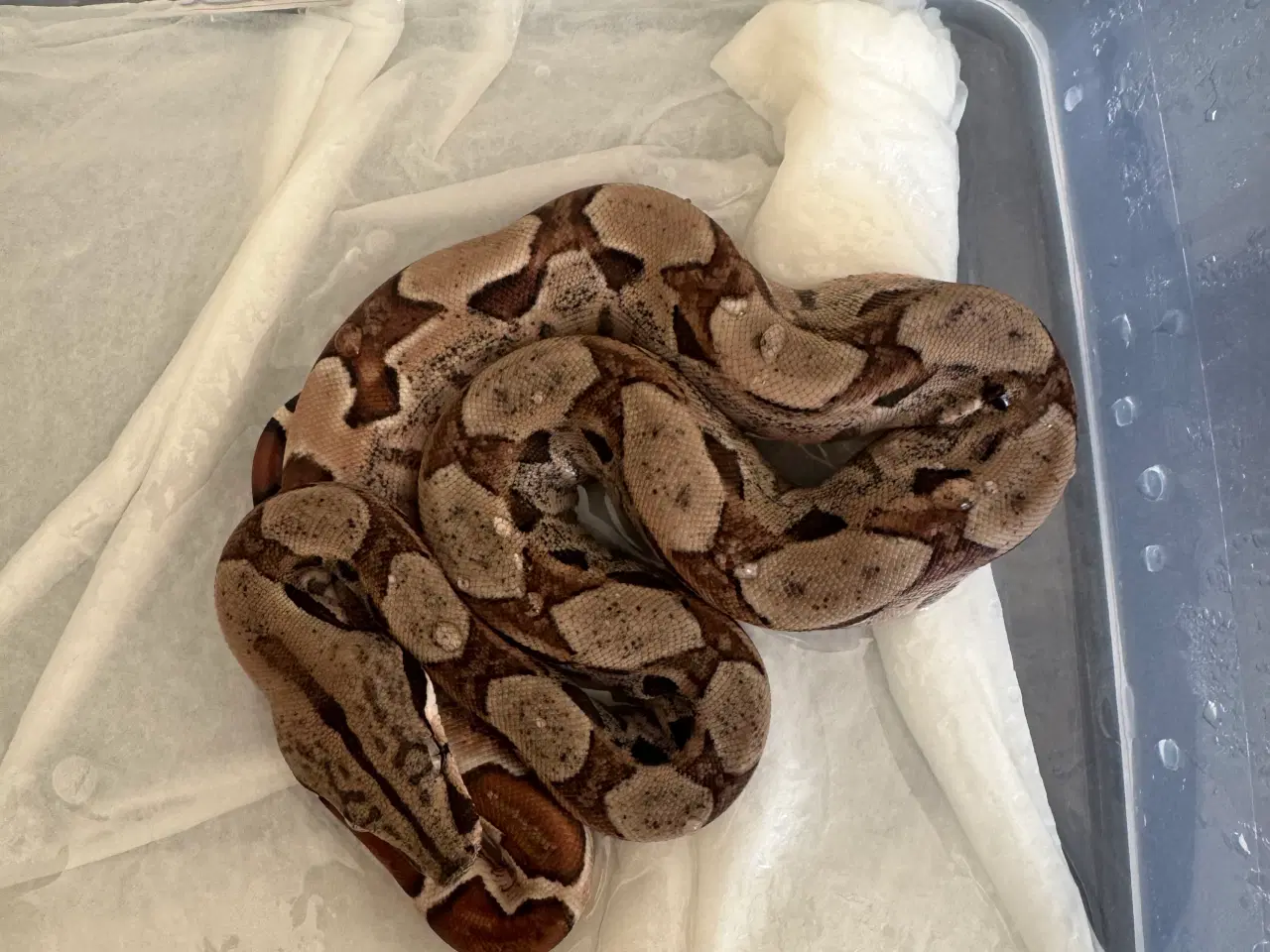 Billede 2 - Boa constrictor 
