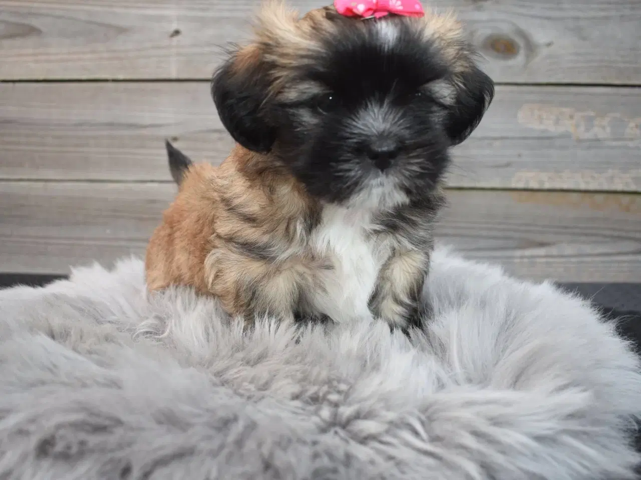 Billede 4 - Lhasa apso pige med stamtavle 
