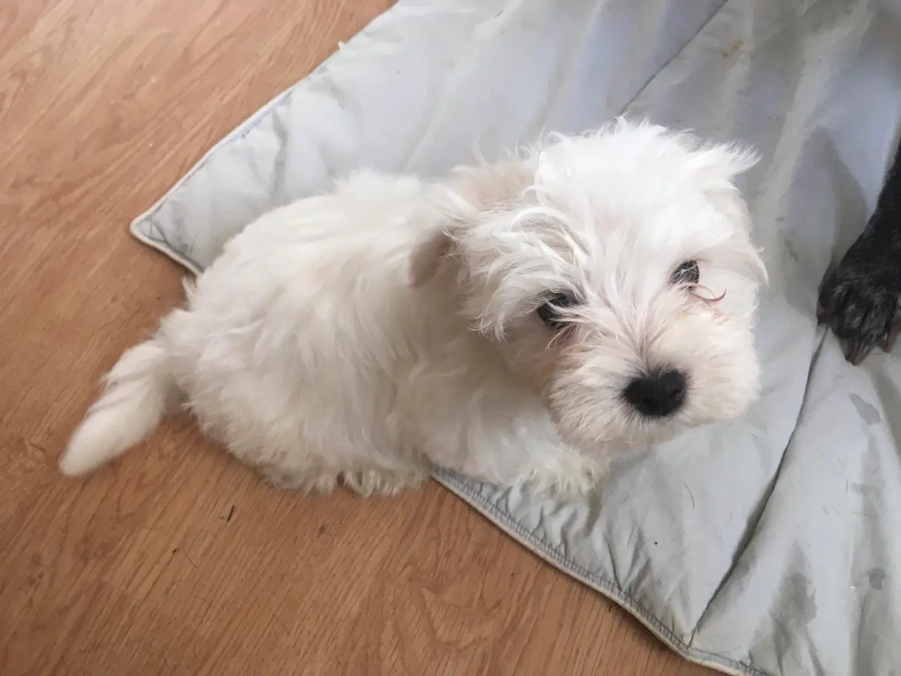 Billede 2 - Coton de tulear.