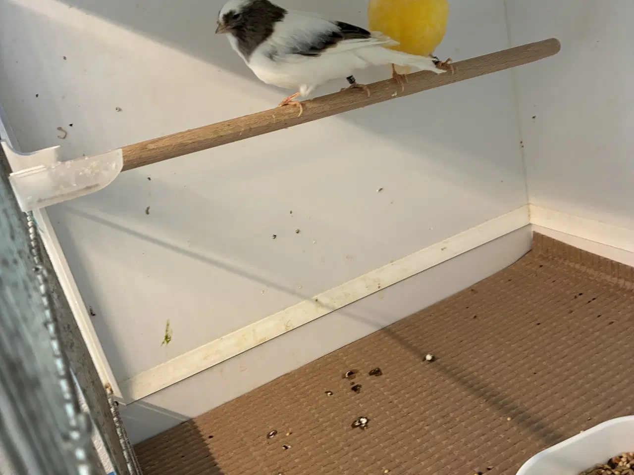 Billede 6 - Gloster kanarier