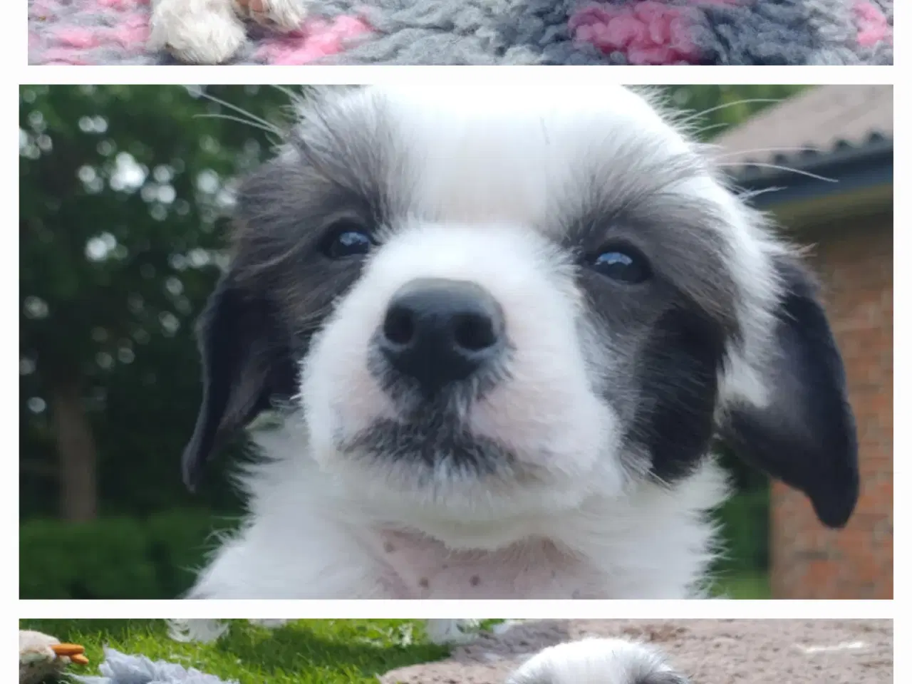 Billede 3 - Chinese Crested/Powder puff med DKK stambog
