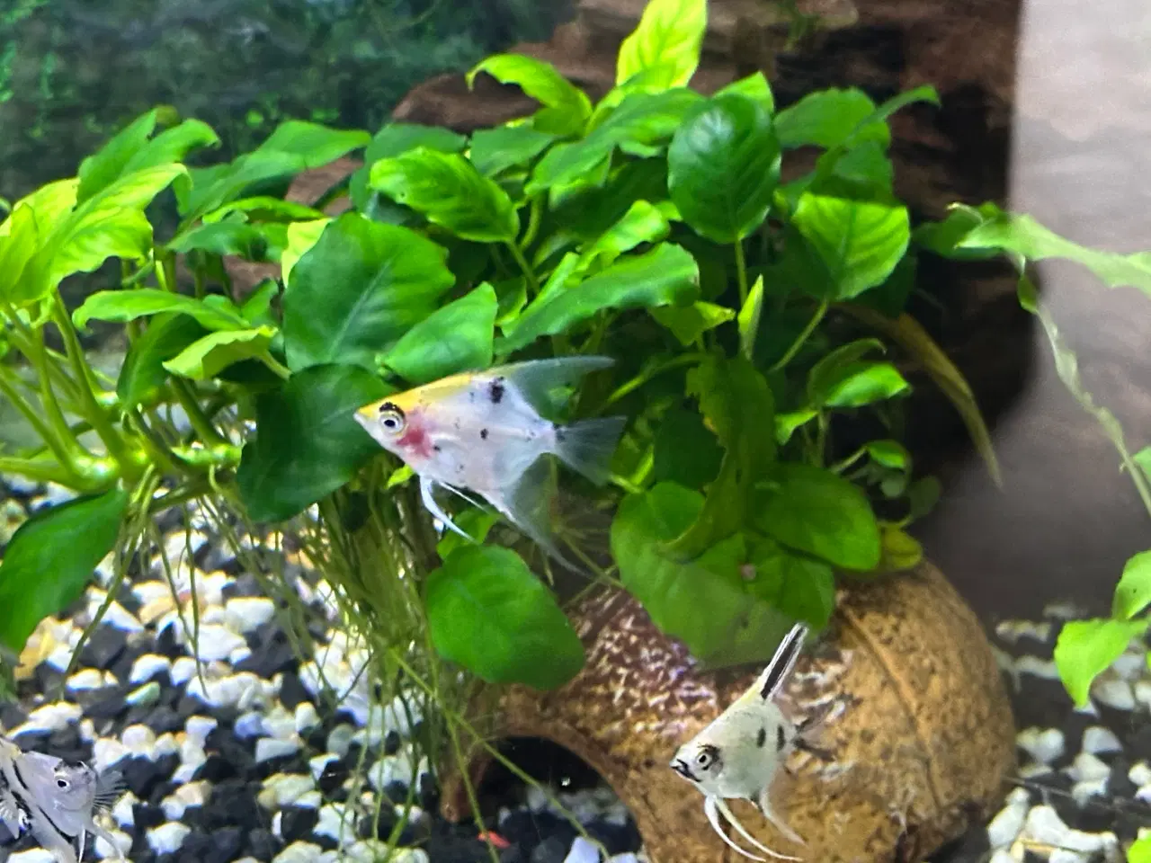 Billede 4 - Koi Scalare (Pterophyllum scalare),
