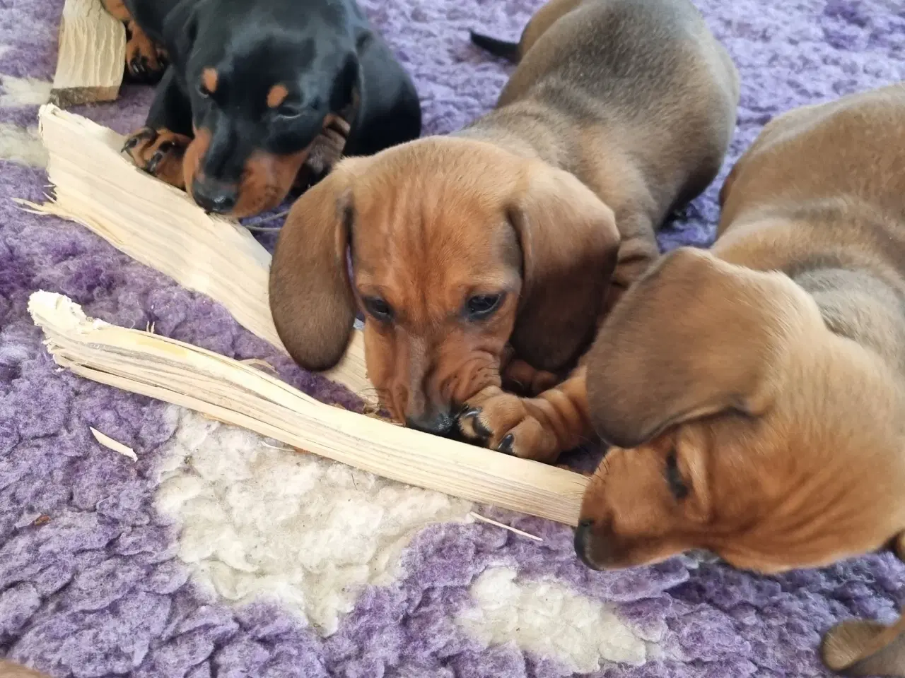 Billede 18 - 2 stk gravhundehvalpe korthåret mangler hjem