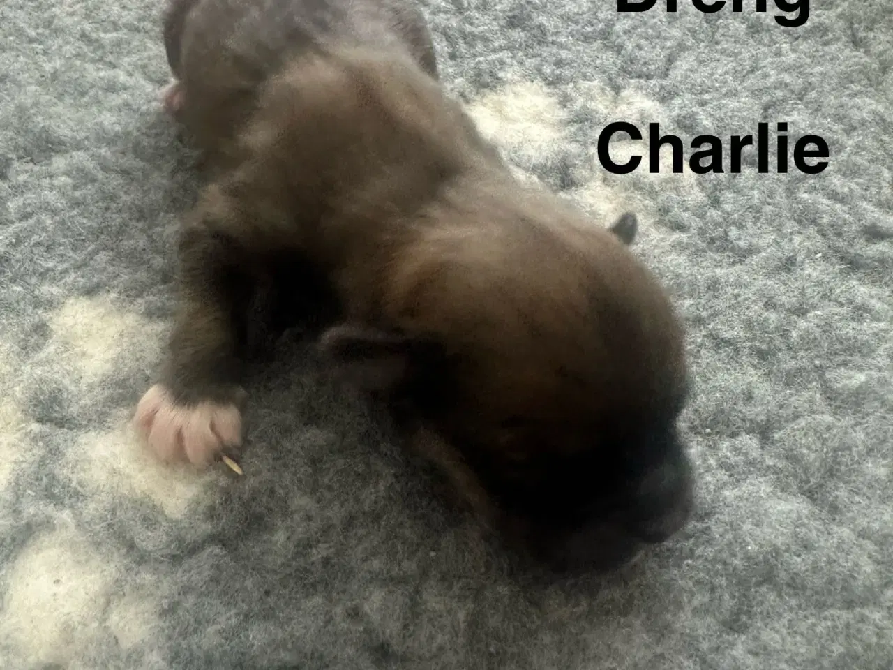 Billede 3 - Lhasa apso hvalpe