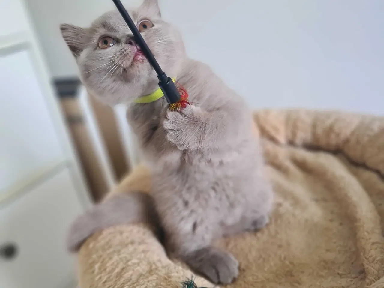 Billede 4 - British Shorthair killinger 