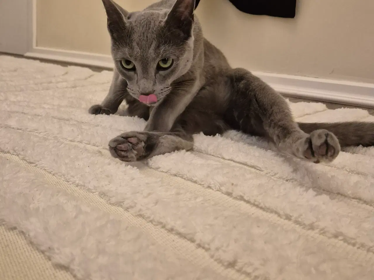 Billede 7 - Russian blue hankat