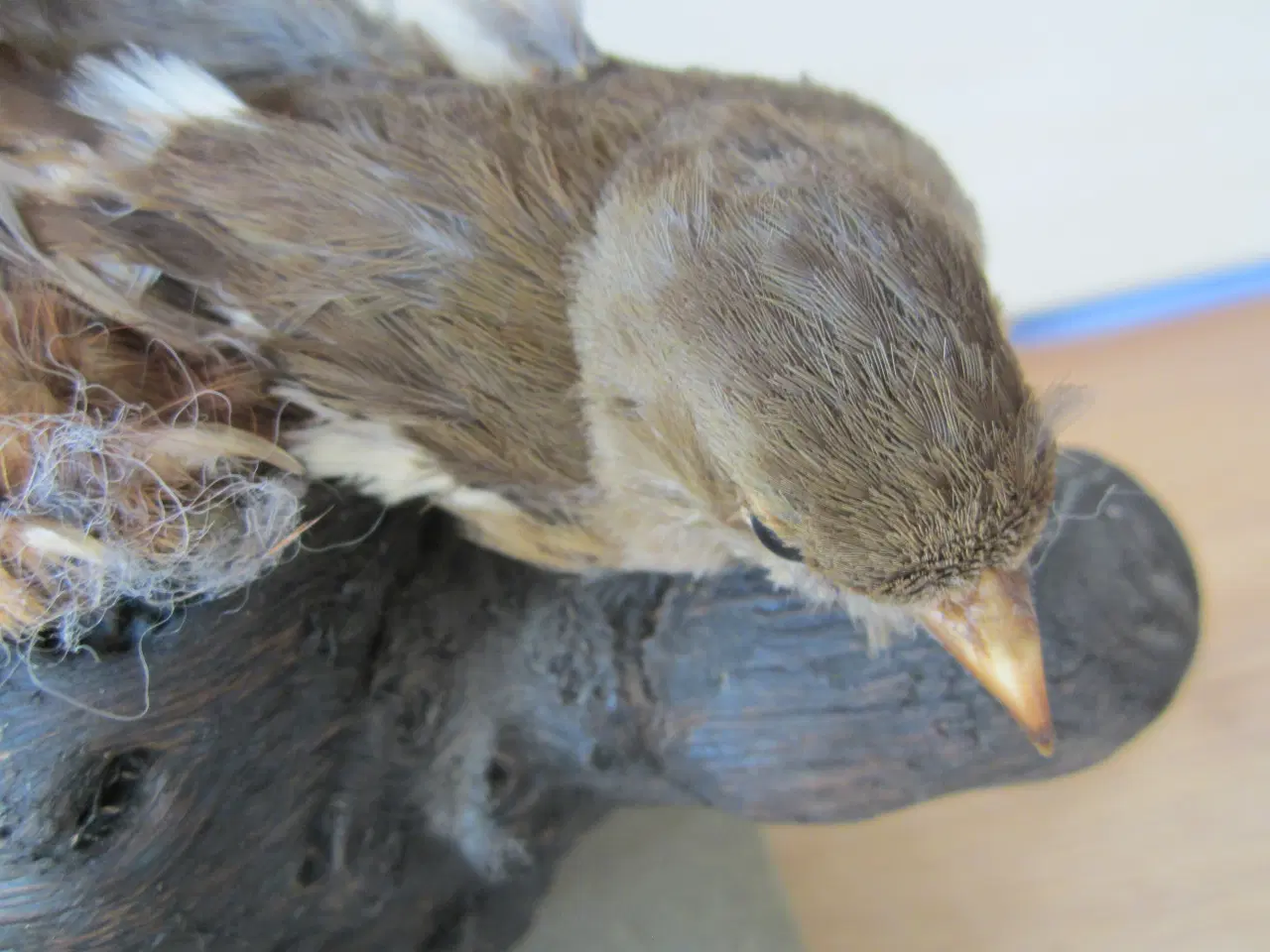 Billede 5 - Rigtig fin udstoppet Ilder med en fugl. se billede